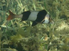 Pseudogoniistius nigripes