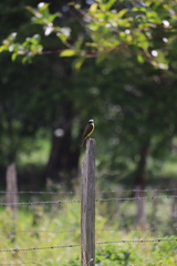 Myiozetetes cayanensis