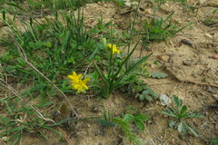 Hypoxis hirsuta