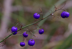 Dianella caerulea producta