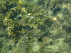 Torquigener pleurogramma