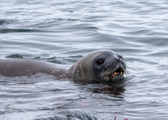 Leptonychotes weddellii