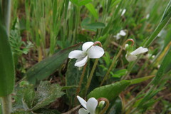 Viola primulifolia