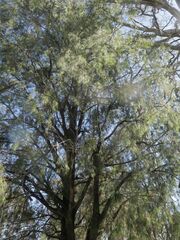 Allocasuarina torulosa