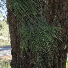Allocasuarina torulosa