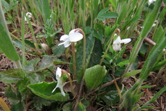 Viola primulifolia