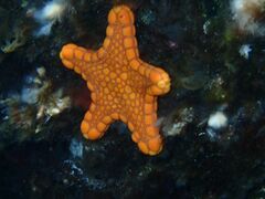 Pentagonaster duebeni