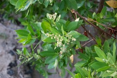 Conocarpus erectus