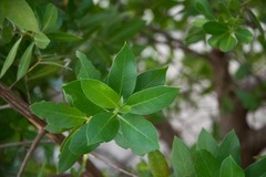 Conocarpus erectus