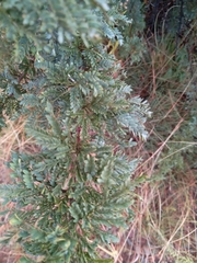 Vachellia robusta