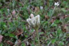 Antennaria parlinii