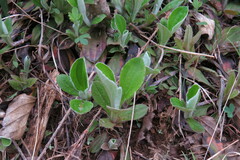 Antennaria parlinii