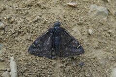 Erynnis juvenalis