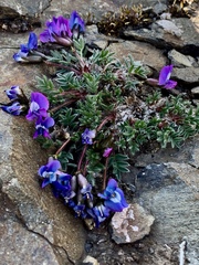 Oxytropis bryophila