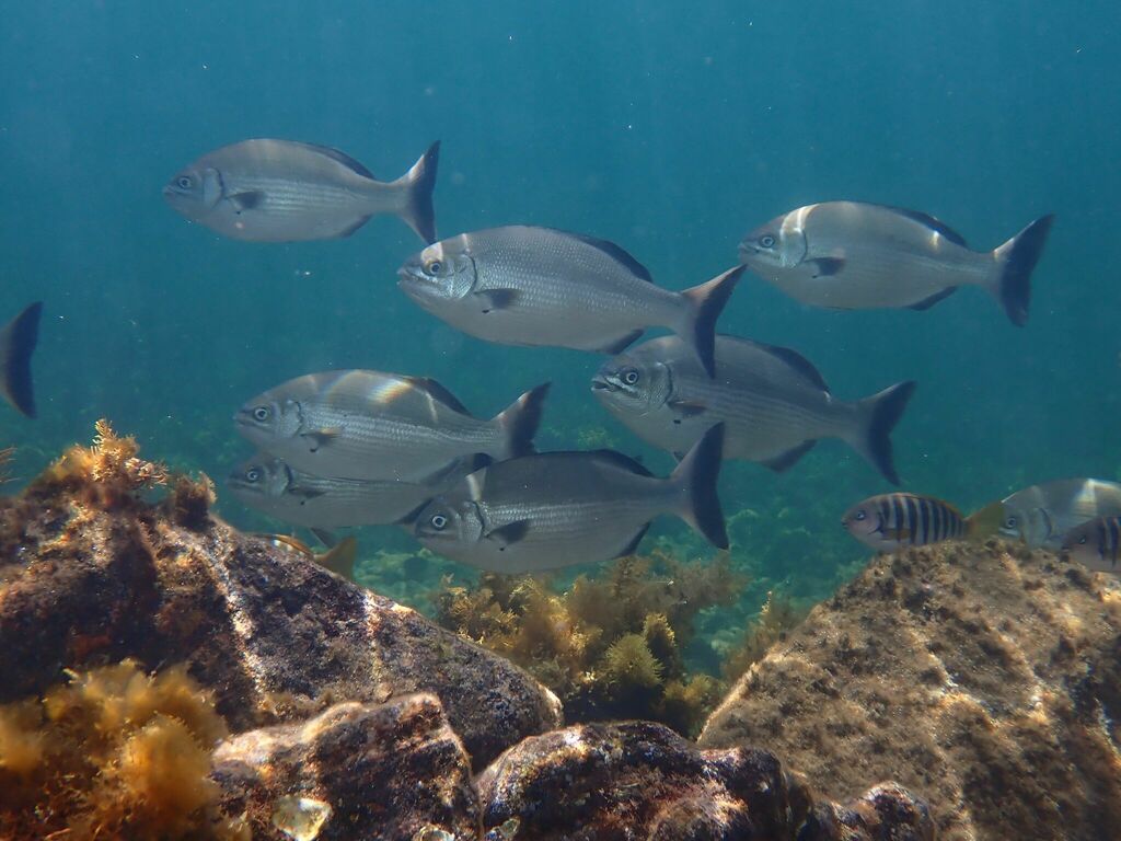 Silver Drummer in March 2022 by dcymain · iNaturalist