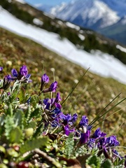 Oxytropis bryophila