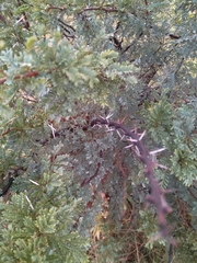 Vachellia robusta