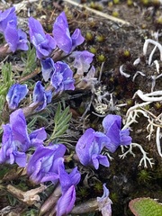 Oxytropis bryophila