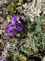 Oxytropis bryophila