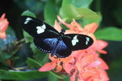 Heliconius doris