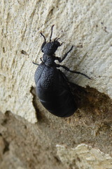 Meloe tuccius