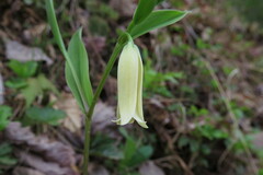 Uvularia puberula