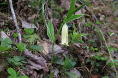 Uvularia puberula