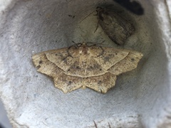 Euchlaena tigrinaria