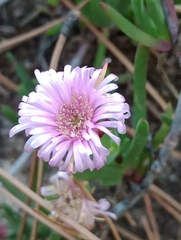 Lampranthus
