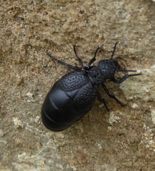 Meloe tuccius