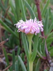 Lampranthus