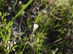 Gilia