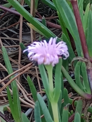 Lampranthus