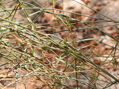 Funastrum