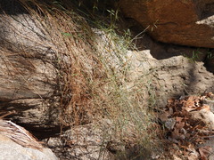 Funastrum