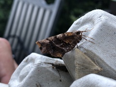 Selenia alciphearia