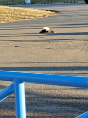 Mephitis mephitis nigra