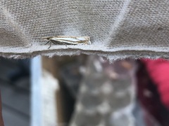 Crambus saltuellus