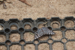 Hamadryas feronia