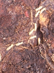 Reticulitermes flavipes