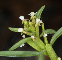 Gayophytum