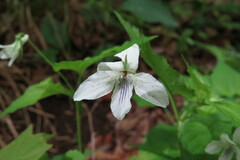 Viola striata