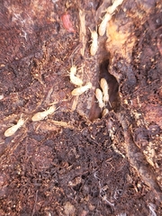 Reticulitermes flavipes