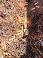 Reticulitermes flavipes