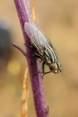 Oxysarcodexia varia