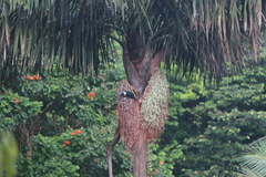 Ramphastos vitellinus vitellinus