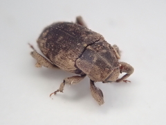 Mitrastethus lateralis