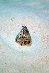 Ophichthus altipennis