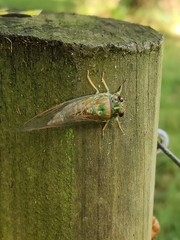 Amphipsalta zelandica
