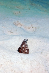 Ophichthus altipennis